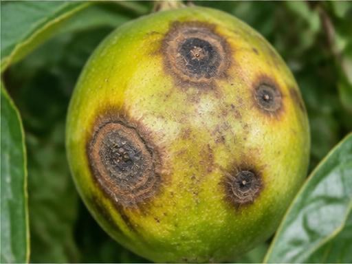 Fotografía real de Antracnosis