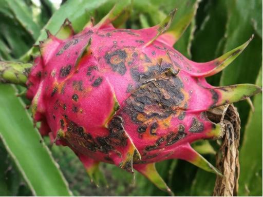 Fotografía real de Antracnosis de la pitahaya (Colletotrichum)