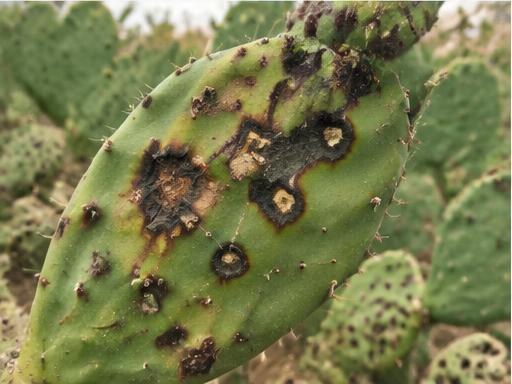Fotografía real de Antracnosis del nopal (Colletotrichum)
