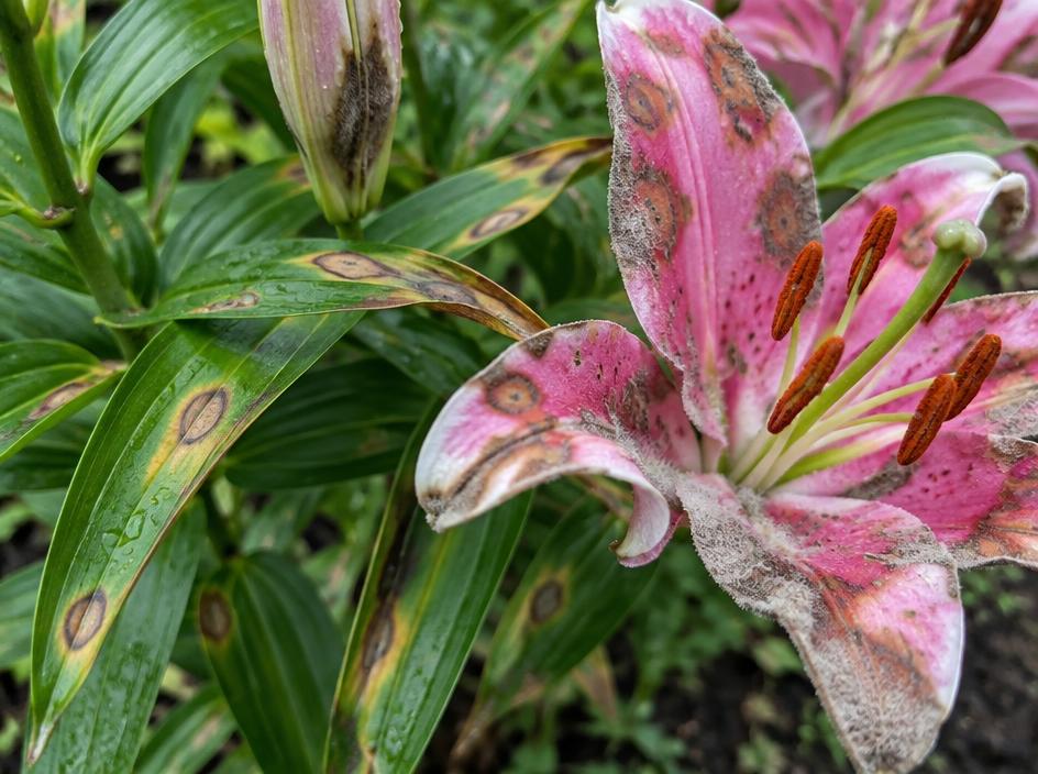 Fotografía real de Botritis del lirio