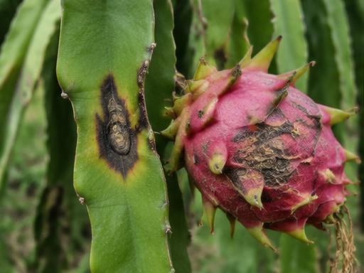 Fotografía real de Cancro del tallo y fruto (Neoscytalidium)