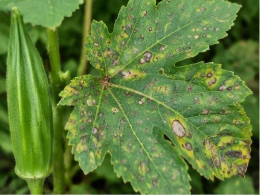 Fotografía real de Cercospora de la okra