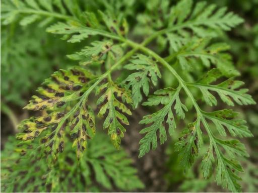 Fotografía real de Cercospora de la zanahoria