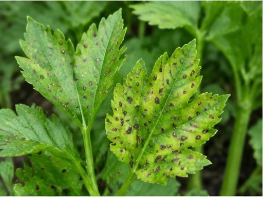 Fotografía real de Cercospora del apio