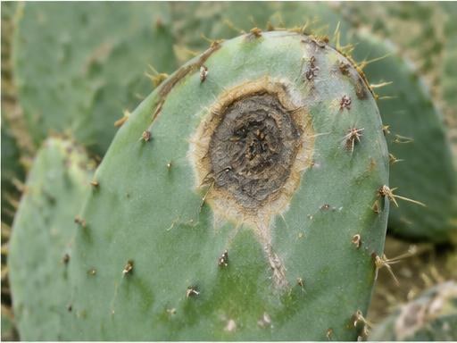 Fotografía real de Chancro del nopal (Phoma)