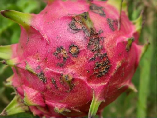 Fotografía real de Costra de la pitahaya (Pestalotiopsis)