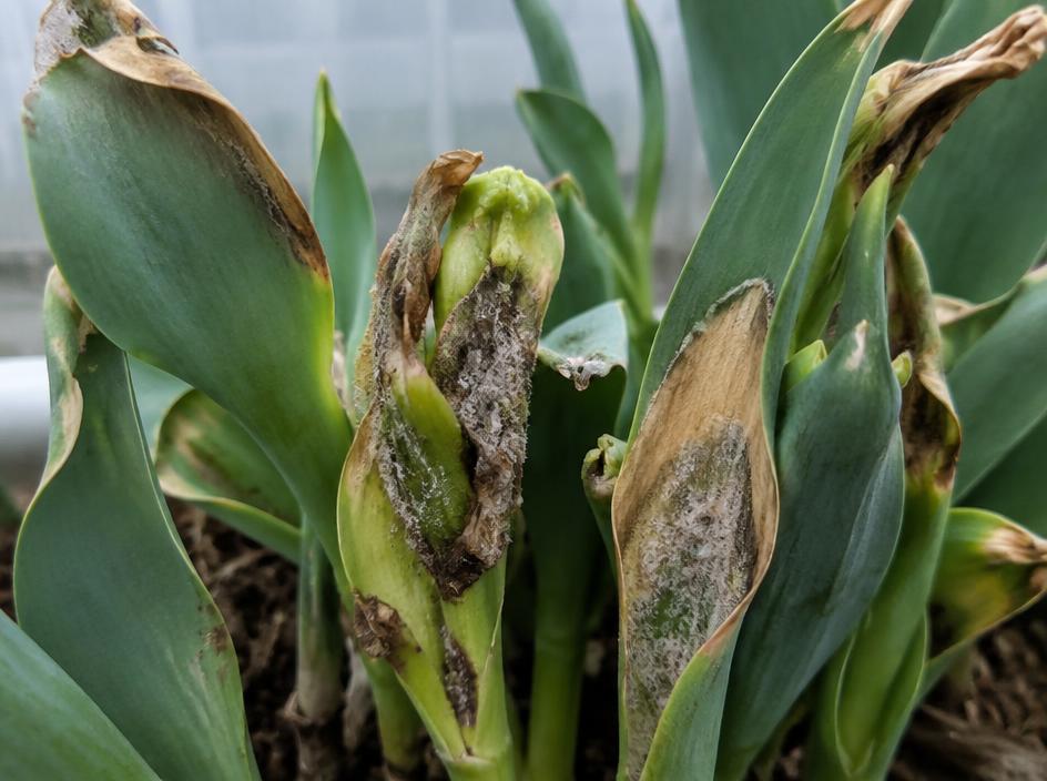 Fotografía real de Fuego del tulipán (Botrytis tulipae)