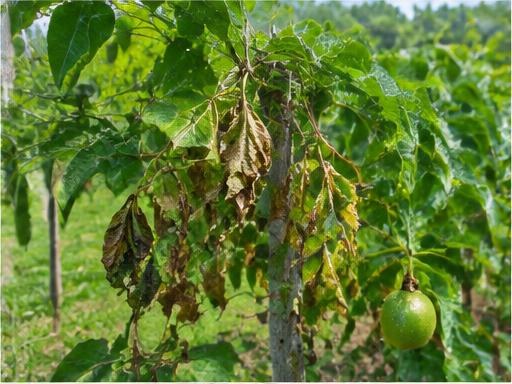 Fotografía real de Fusarium de la maracuyá