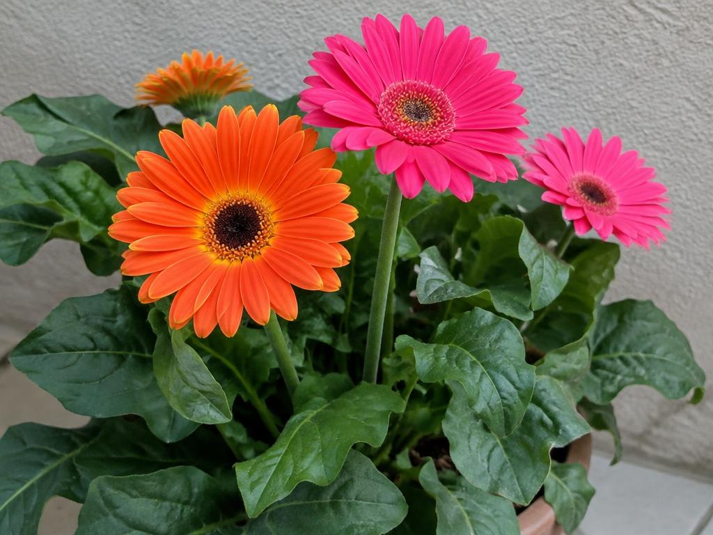 Ilustración botánica de Gerbera