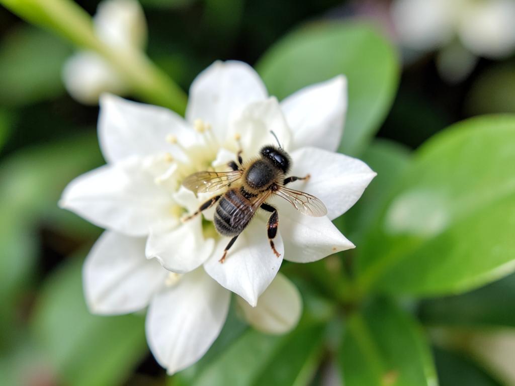 Abeja sin aguijón (Melipona / Scaptotrigona), insecto benéfico