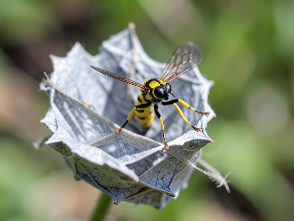 Avispa papelera (Polistes spp.), insecto benéfico