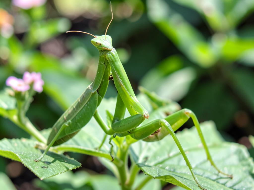 Mantis religiosa (Mantis religiosa), insecto benéfico