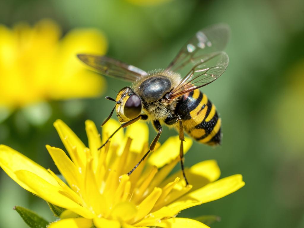 Mosca sírfida (Syrphidae), insecto benéfico