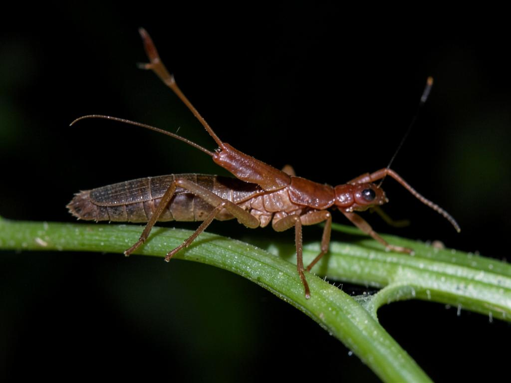 Tijerilla (Forficula auricularia), insecto benéfico