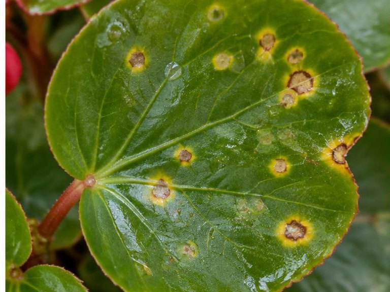 Fotografía real de Mancha bacteriana de la begonia (Xanthomonas)