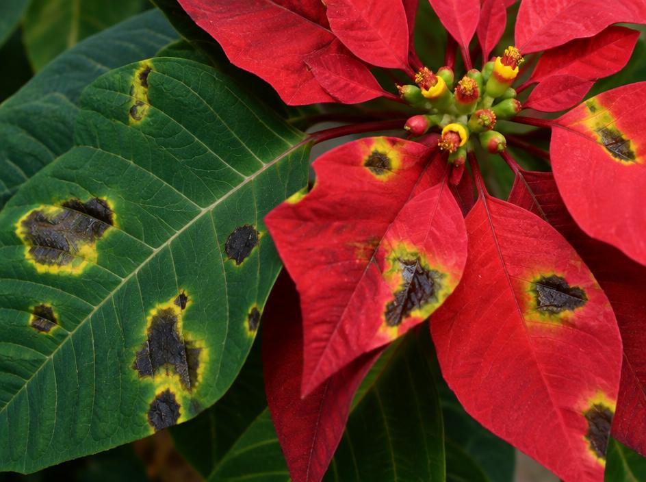 Fotografía real de Mancha bacteriana de la nochebuena