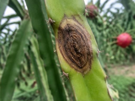 Fotografía real de Mancha café del tallo (Botryosphaeria)