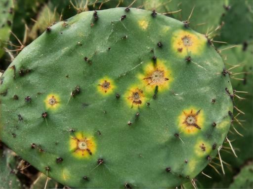 Fotografía real de Mancha de oro (Alternaria)