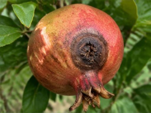Fotografía real de Mancha del fruto del granado