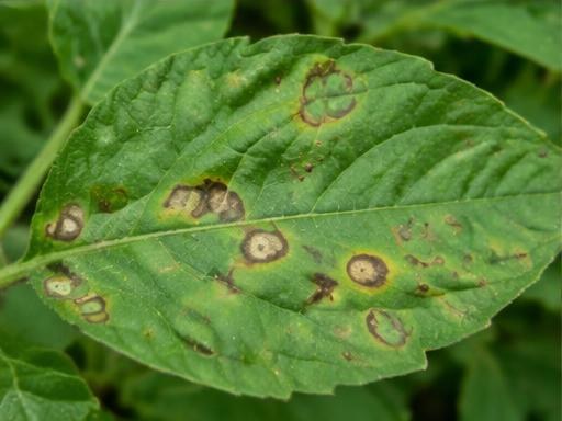 Fotografía real de Mancha foliar (Cercospora)