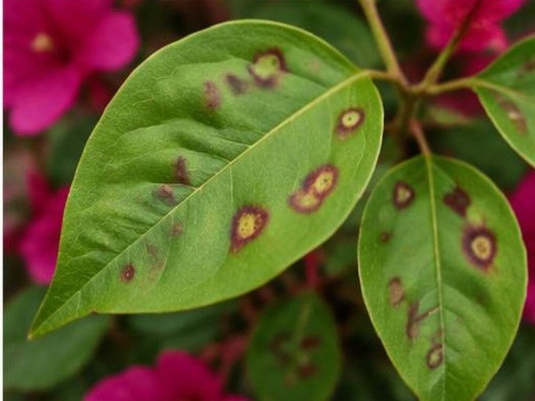 Fotografía real de Mancha foliar de la bugambilia (Cercospora)