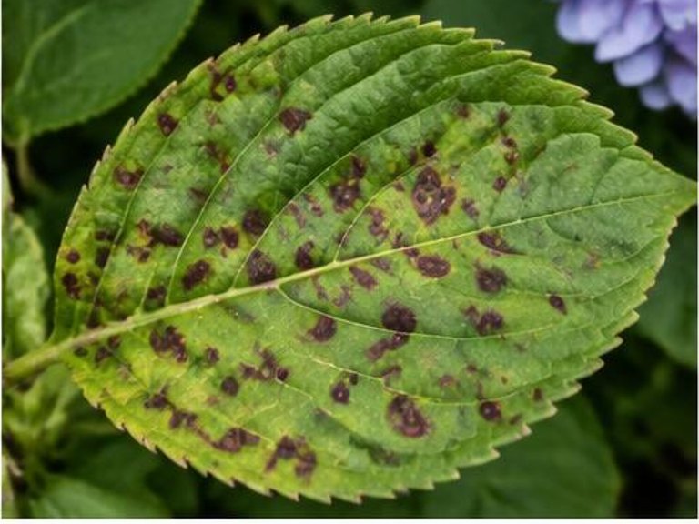 Fotografía real de Mancha foliar de la hortensia (Cercospora)