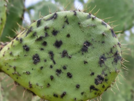 Fotografía real de Mancha negra del nopal (Pseudocercospora)