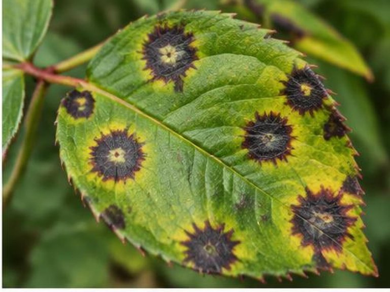 Fotografía real de Mancha negra del rosal (Diplocarpon rosae)