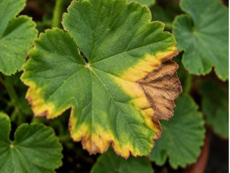 Fotografía real de Marchitez bacteriana del geranio (Xanthomonas)
