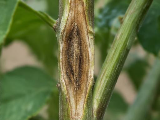 Fotografía real de Marchitez por Fusarium (cancro del tallo)