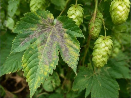 Fotografía real de Mildiu velloso del lúpulo (Pseudoperonospora humuli)