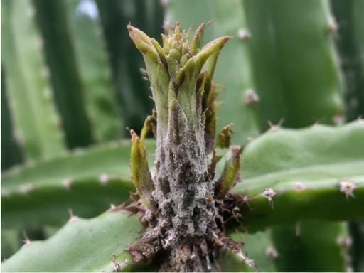 Fotografía real de Moho gris (Botrytis) en brotes tiernos