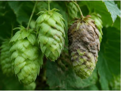 Fotografía real de Moho gris de los conos (Botrytis)