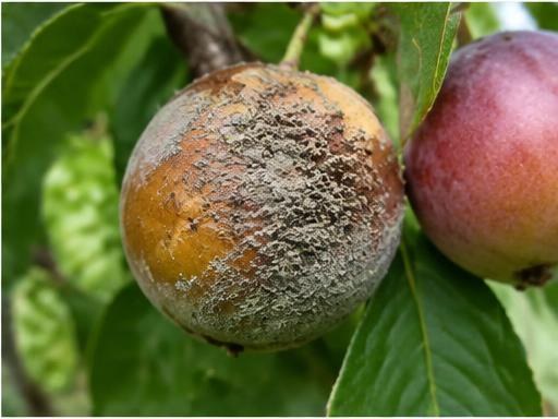 Fotografía real de Monilia (podredumbre del fruto)