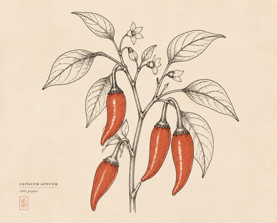 Ilustración botánica de Pimiento