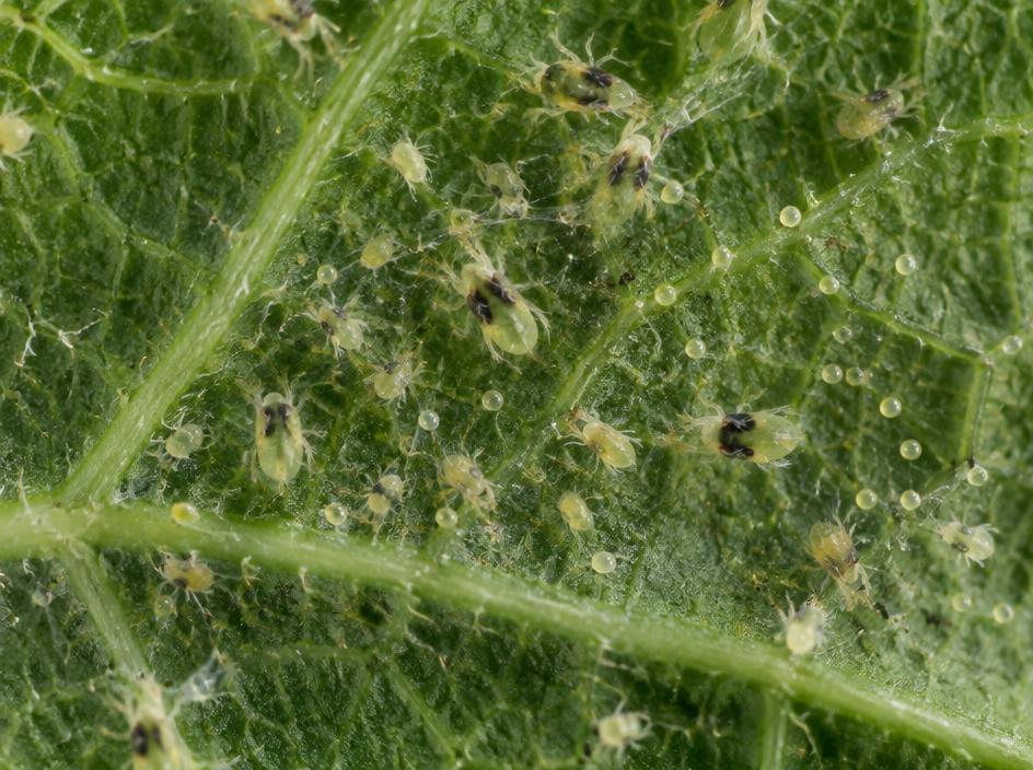 Fotografía realista de Araña roja de dos manchas