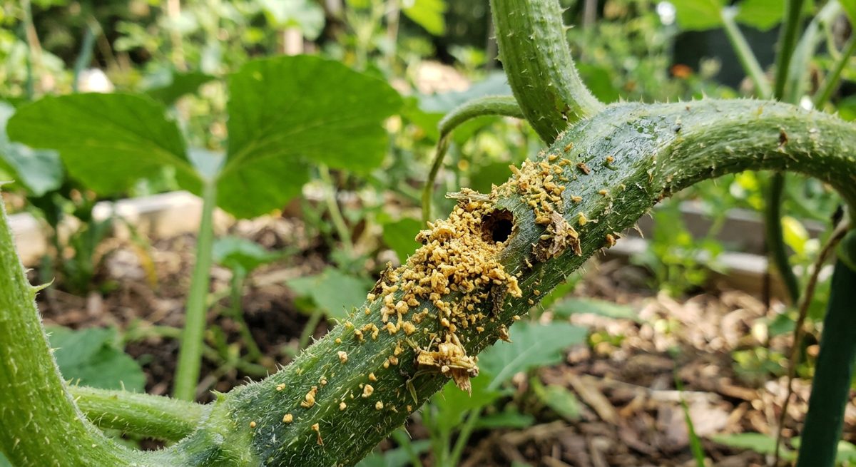 Barrenador y escarabajo del pepino: plaga del huerto