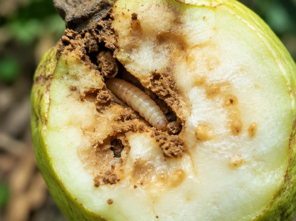Fotografía realista de Barrenador del fruto
