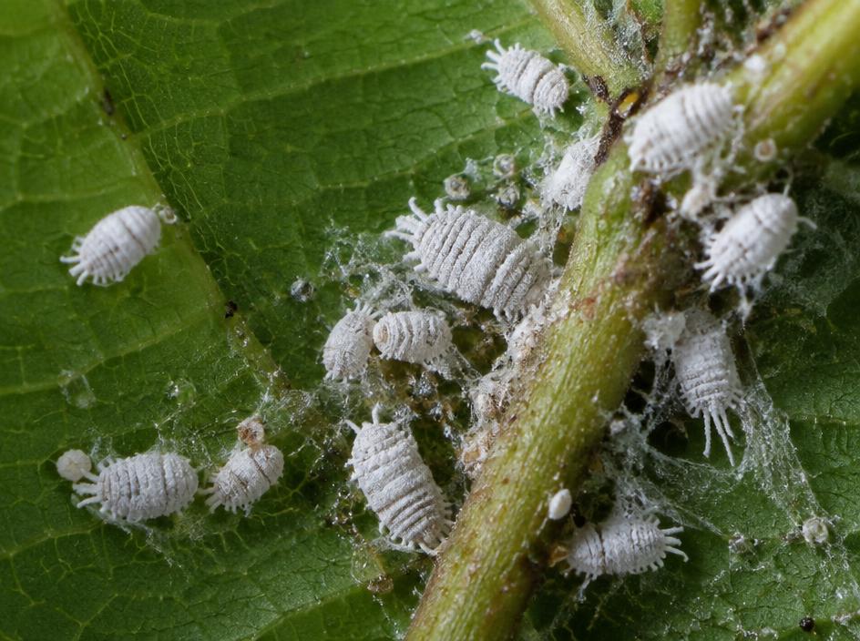 Fotografía realista de Cochinilla (escama)