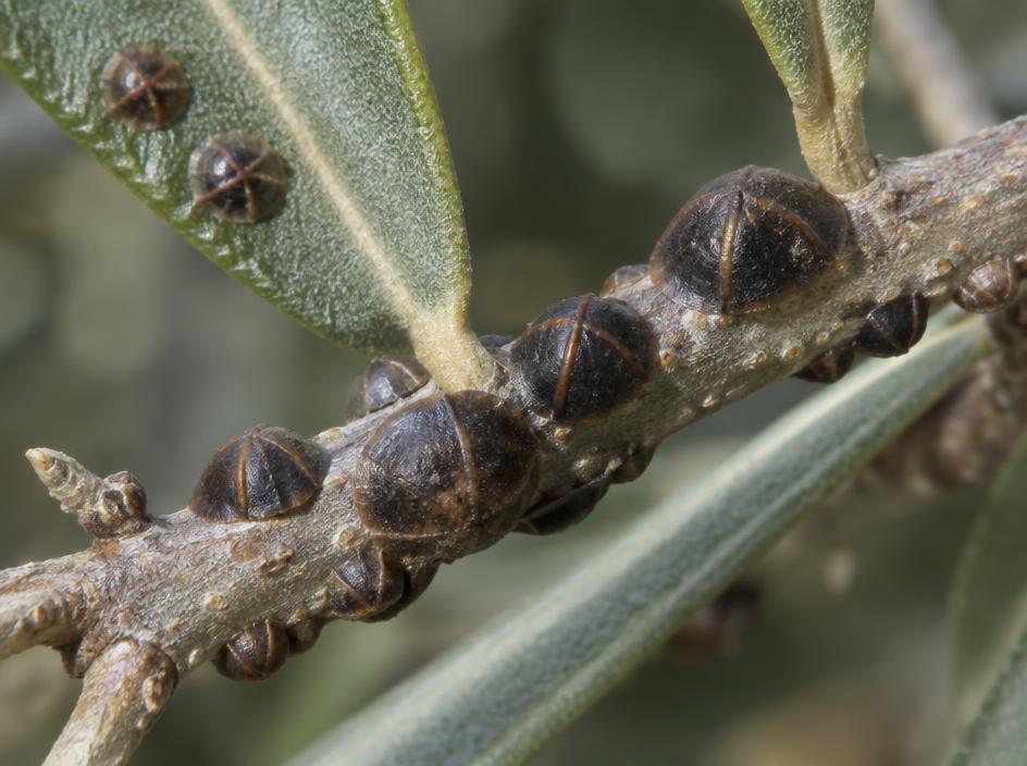 Fotografía realista de Cochinilla negra (escama)