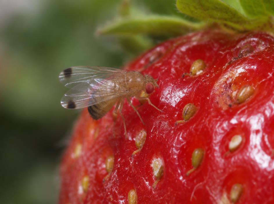 Fotografía realista de Drosophila suzukii
