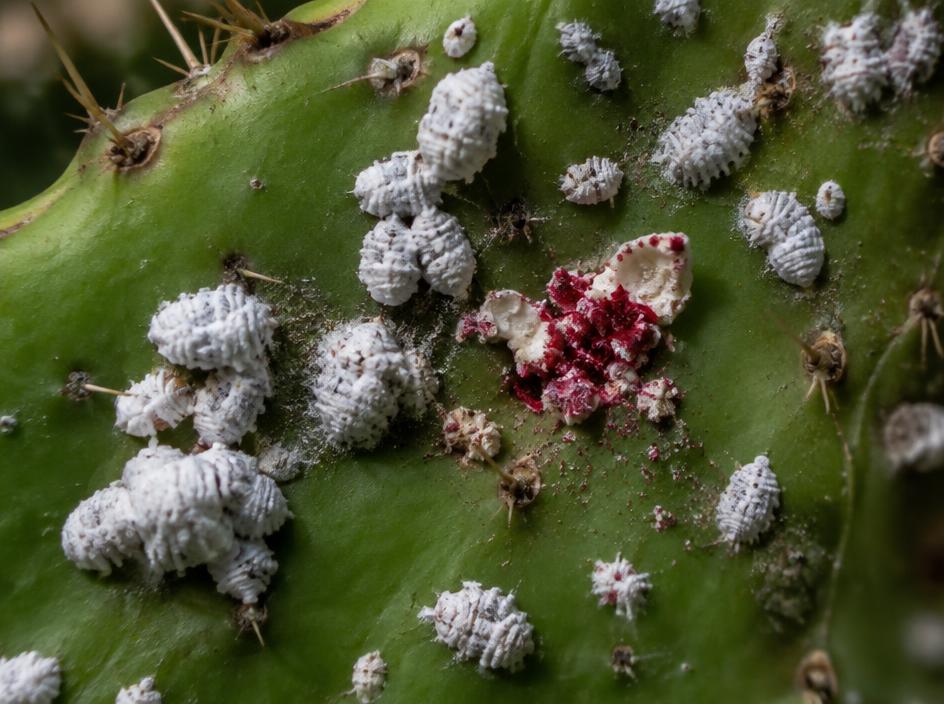 Fotografía realista de Cochinilla del nopal (grana)