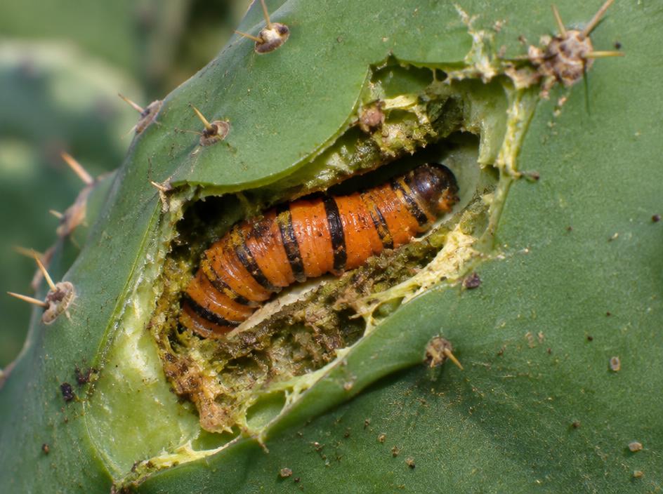 Fotografía realista de Gusano cebra / palomilla del nopal
