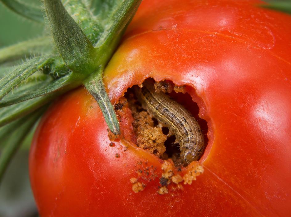 Fotografía realista de Gusano del fruto