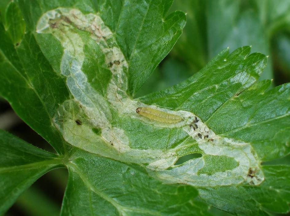 Fotografía realista de Mosca del apio (minador)