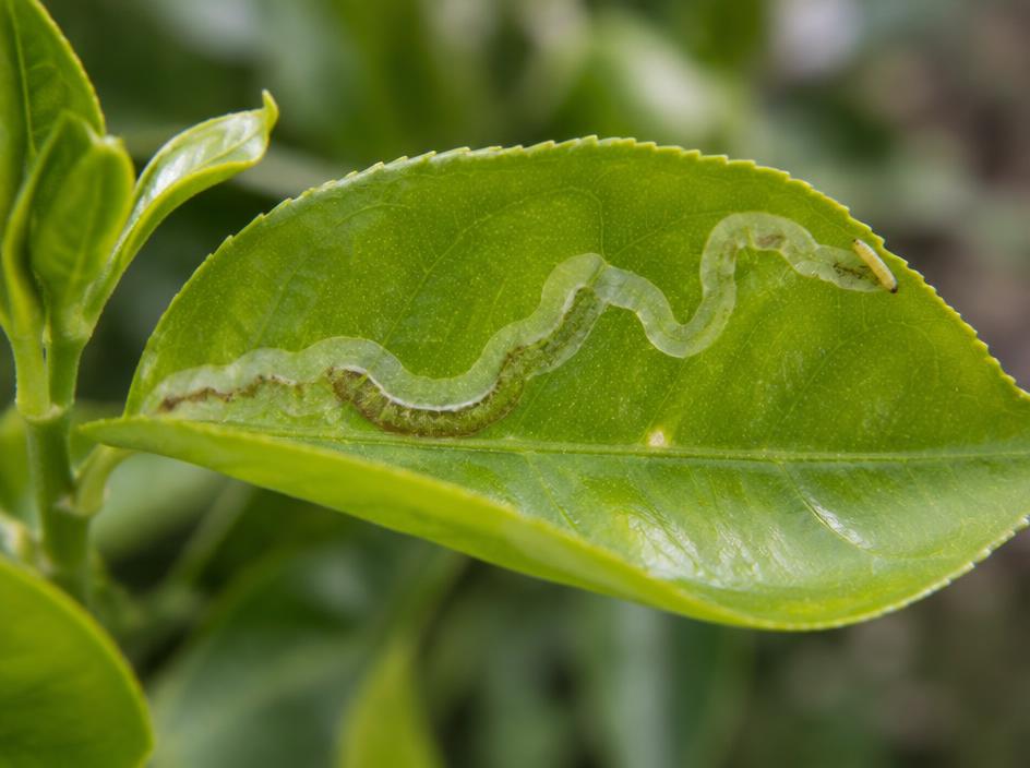 Fotografía realista de Minador de los cítricos