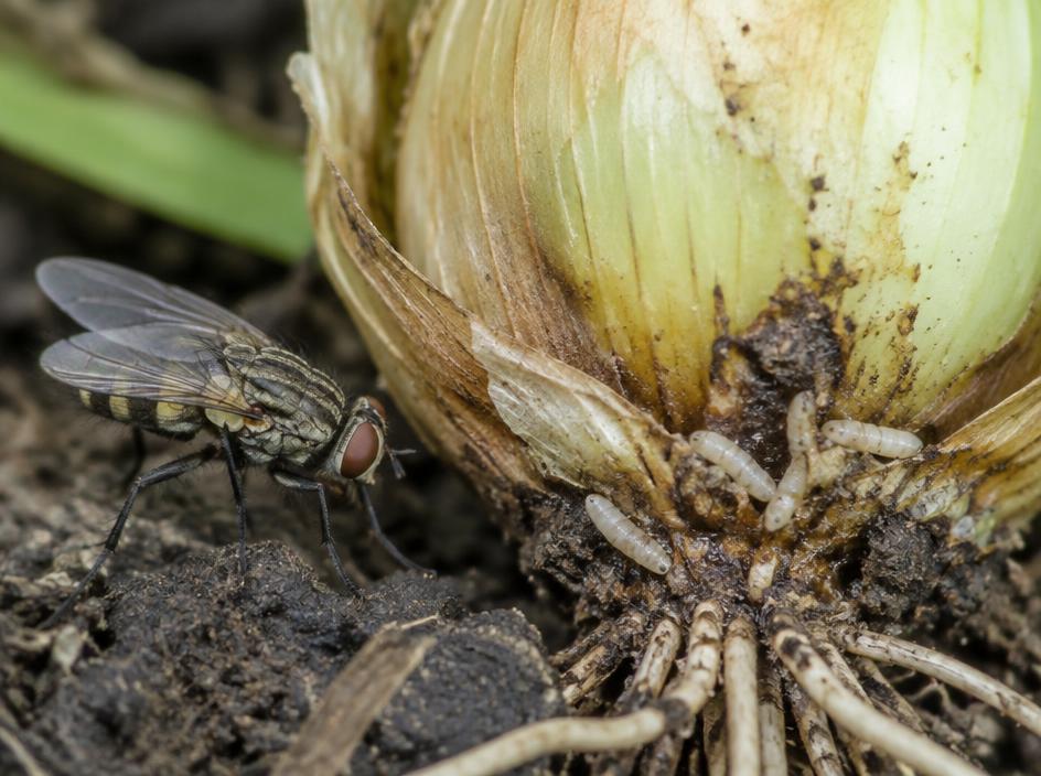 Fotografía realista de Mosca de la cebolla