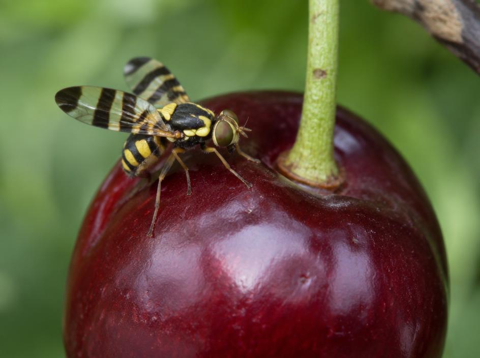 Fotografía realista de Mosca de la cereza