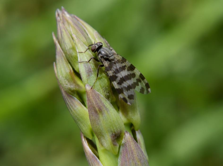 Fotografía realista de Mosca del espárrago