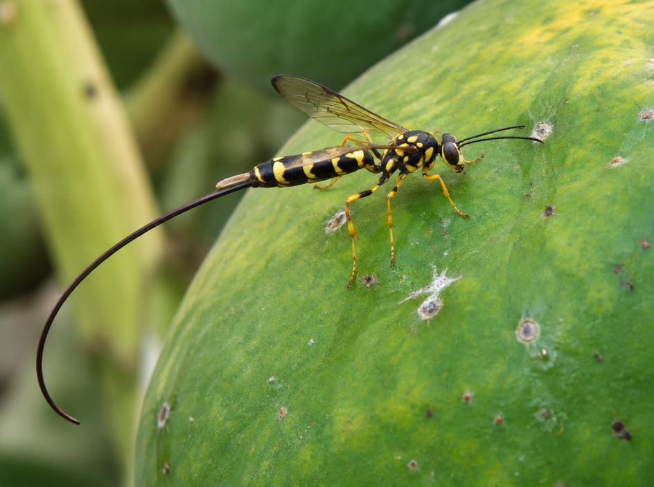Fotografía realista de Mosca de la papaya